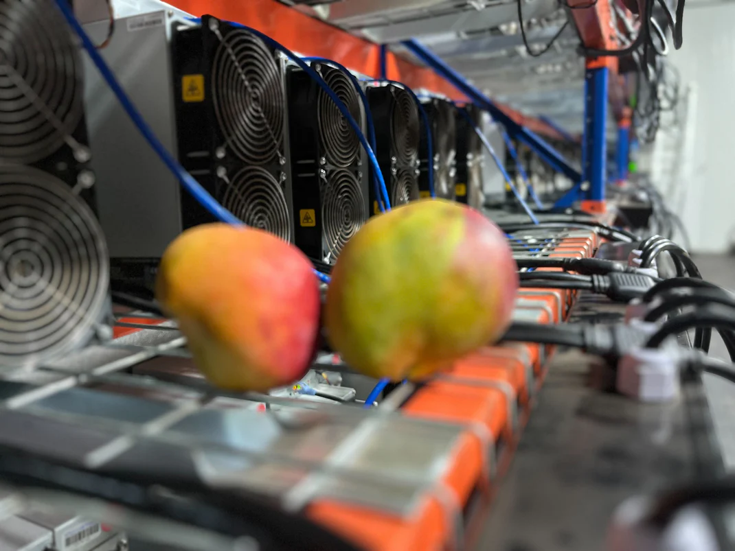 Bitcoin Mango Bitcoin Mango